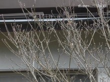 石井2