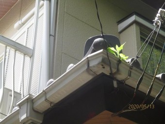 枯葉除けネット工事