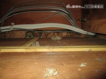 安田4
