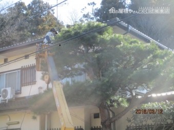 松の剪定作業