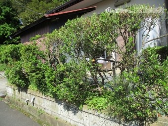生け垣消毒