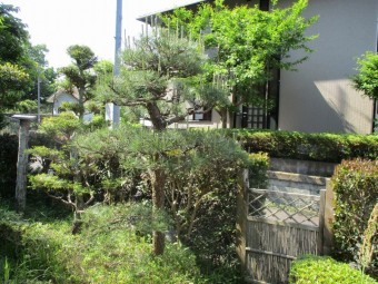 松の剪定