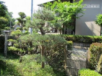 松の剪定