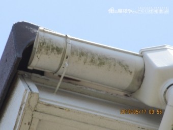 雀の巣