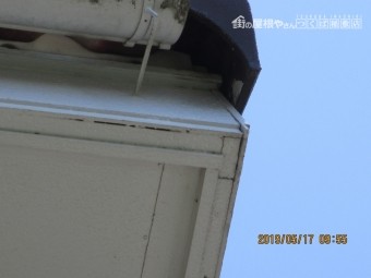 雀の巣