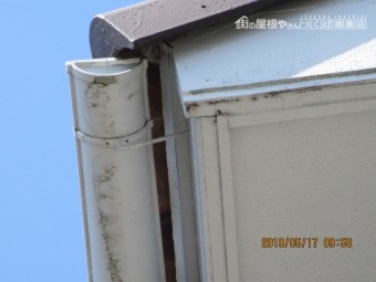 雀の巣