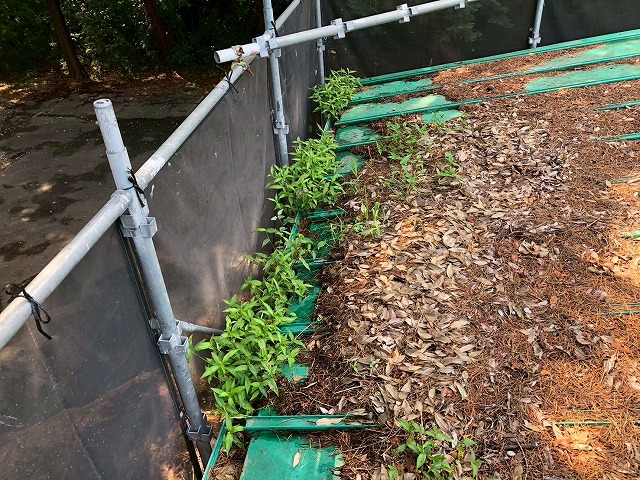屋根に降り積もった大量の落ち葉と雨樋内で成長した雑草の様子