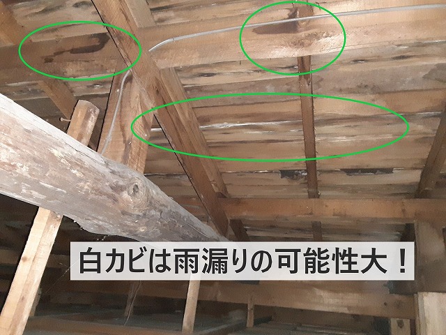 雨漏り天井裏の調査