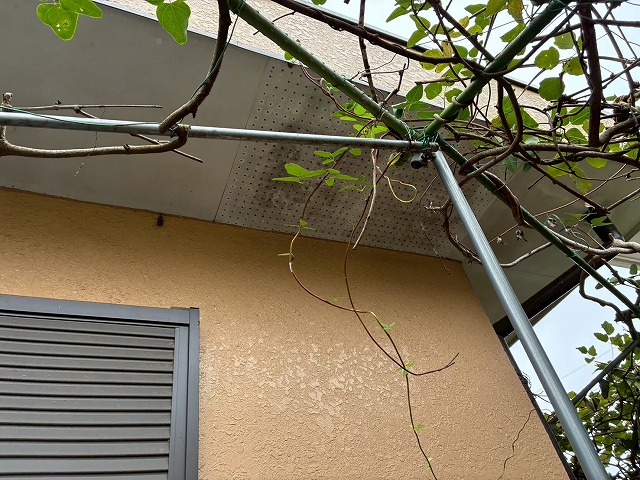 住宅の現場調査で軒天有孔ボードにカビの発生を確認