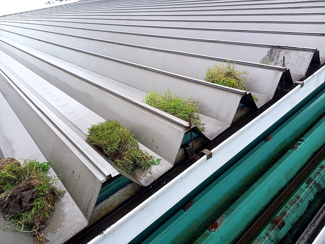 工場建物の雨樋にたまっている土砂をちりとりで除去している様子