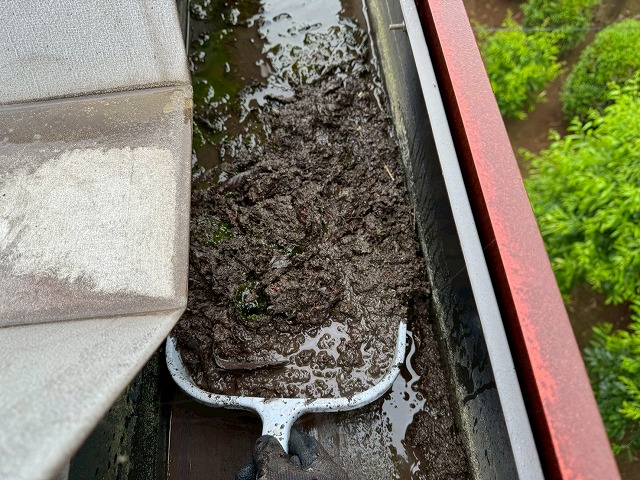 工場建物の雨樋の中で成長していた雑草を除去している様子
