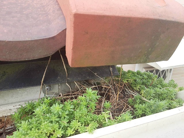 スズメの巣を巣材が雨樋に堆積して雑草が成長している様子
