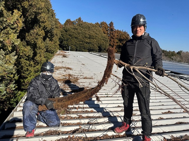 雨樋清掃メンテナンスで雨樋から取り除いた大きく成長した植物