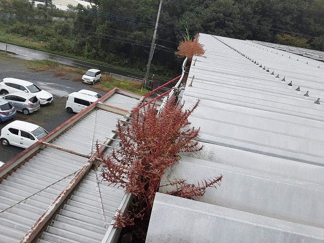 大型倉庫の雨樋に植物が成長してスムーズな排水を阻害している様子