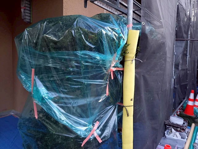 モルタル外壁および付帯部塗装工事の植栽への養生