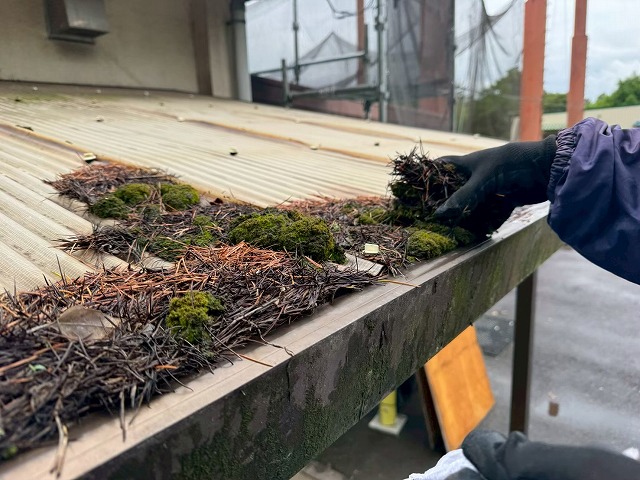波板屋根に付着した苔や松葉を手作業で除去している様子