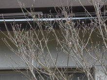 石井2