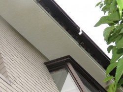 雨樋被害