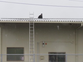 潮風被害状況