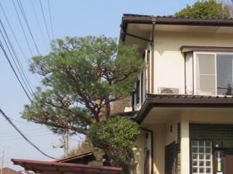 松の木剪定工事
