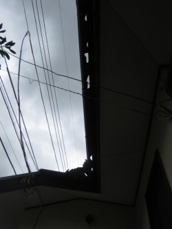 ひょう被害2