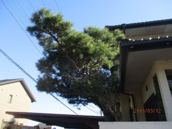 松の選定作業