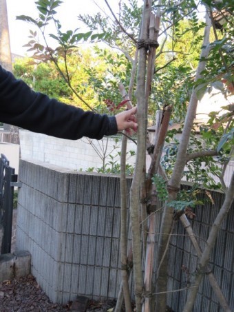 支え竹害状況