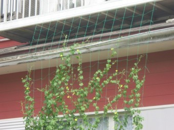 福田2