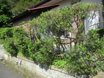 生け垣消毒