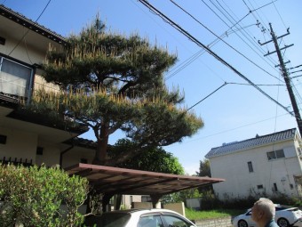 松の剪定