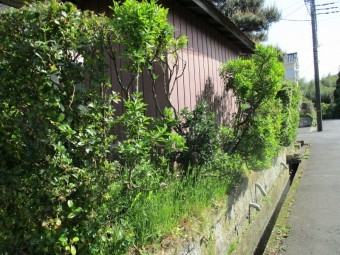 生け垣消毒