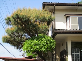 松の剪定