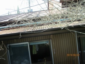 ハクビシン駆除下見