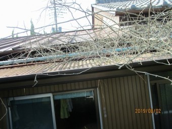 ハクビシン駆除下見