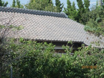 ハクビシン駆除下見